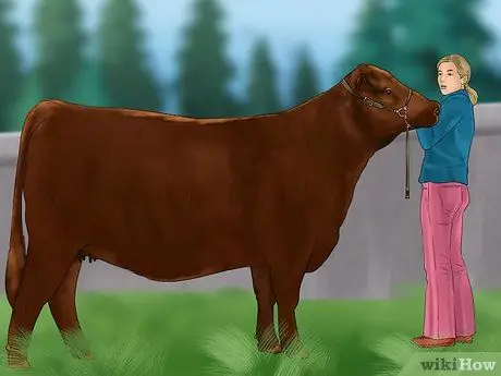 Судья Хейферс Шаг 11