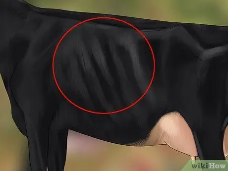 Судья Хейферс Шаг 12