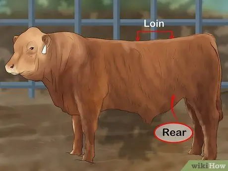 Судья Хейферс Шаг 14