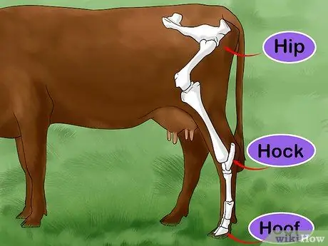 Судья Хейферс Шаг 2