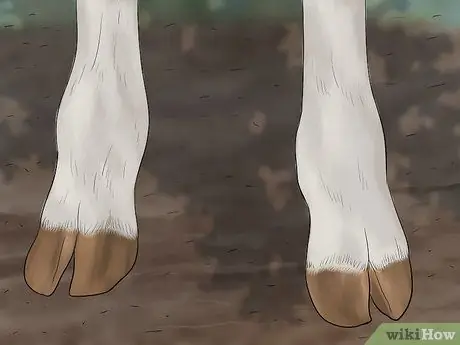 Судья Хейферс Шаг 3