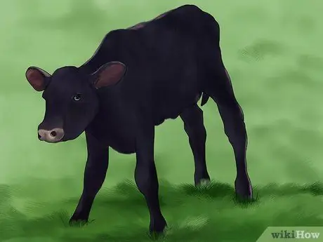 Судья Хейферс Шаг 4