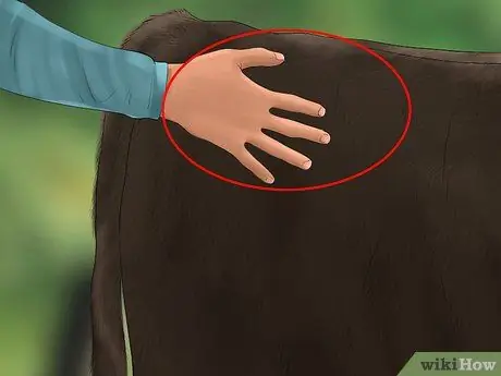 Судья Хейферс Шаг 6