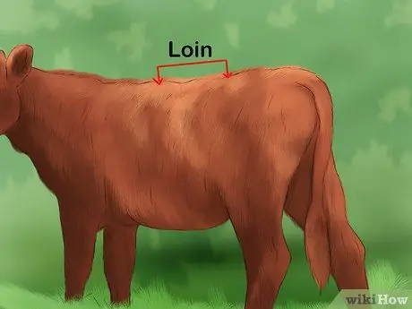 Судья Хейферс Шаг 7