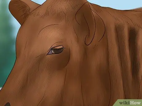 Судья Хейферс Шаг 9