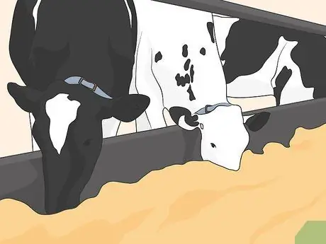 Лечить респираторное заболевание крупного рогатого скота Шаг 06