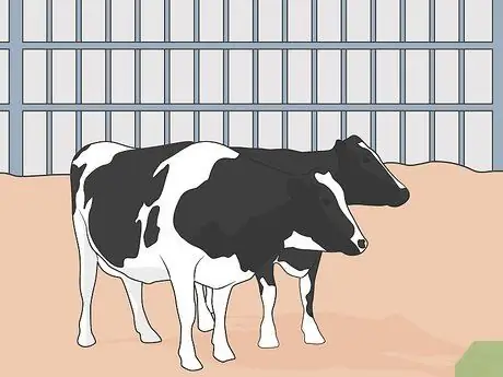 Лечить респираторное заболевание крупного рогатого скота Шаг 08