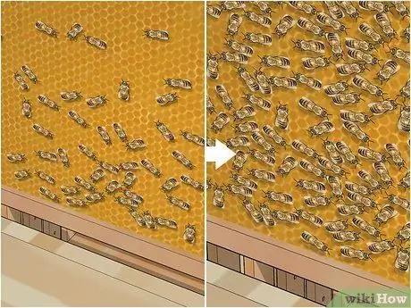 Стать пчеловодом Шаг 5