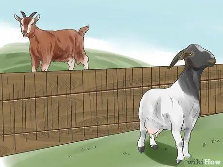 Лечить мастит у козы Шаг 1