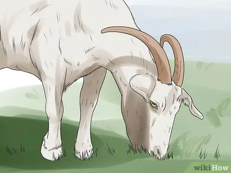 Лечить мастит у козы Шаг 2