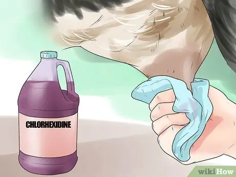 Лечить мастит у козы Шаг 3