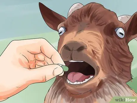 Лечить мастит у козы Шаг 5