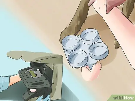 Лечить мастит у козы Шаг 7