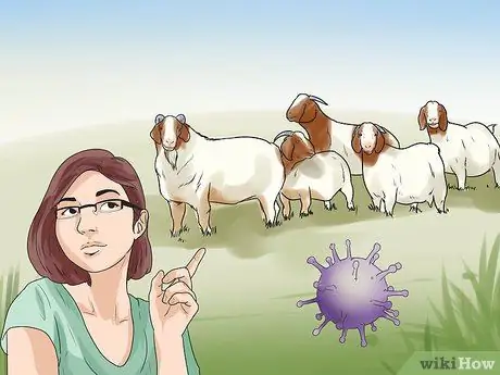 Лечить мастит у козы Шаг 8