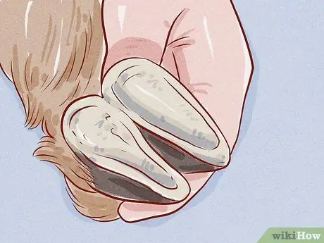 Уход за козой Шаг 12