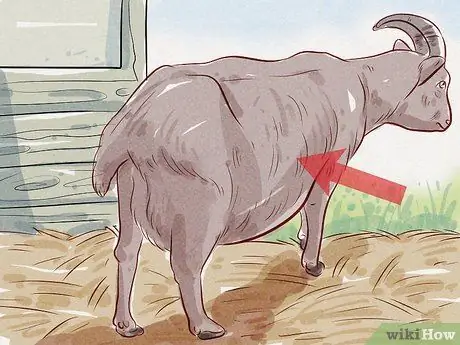 Уход за козой Шаг 20