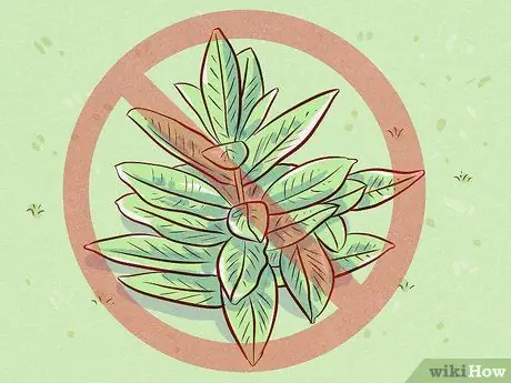 Уход за козой Шаг 7