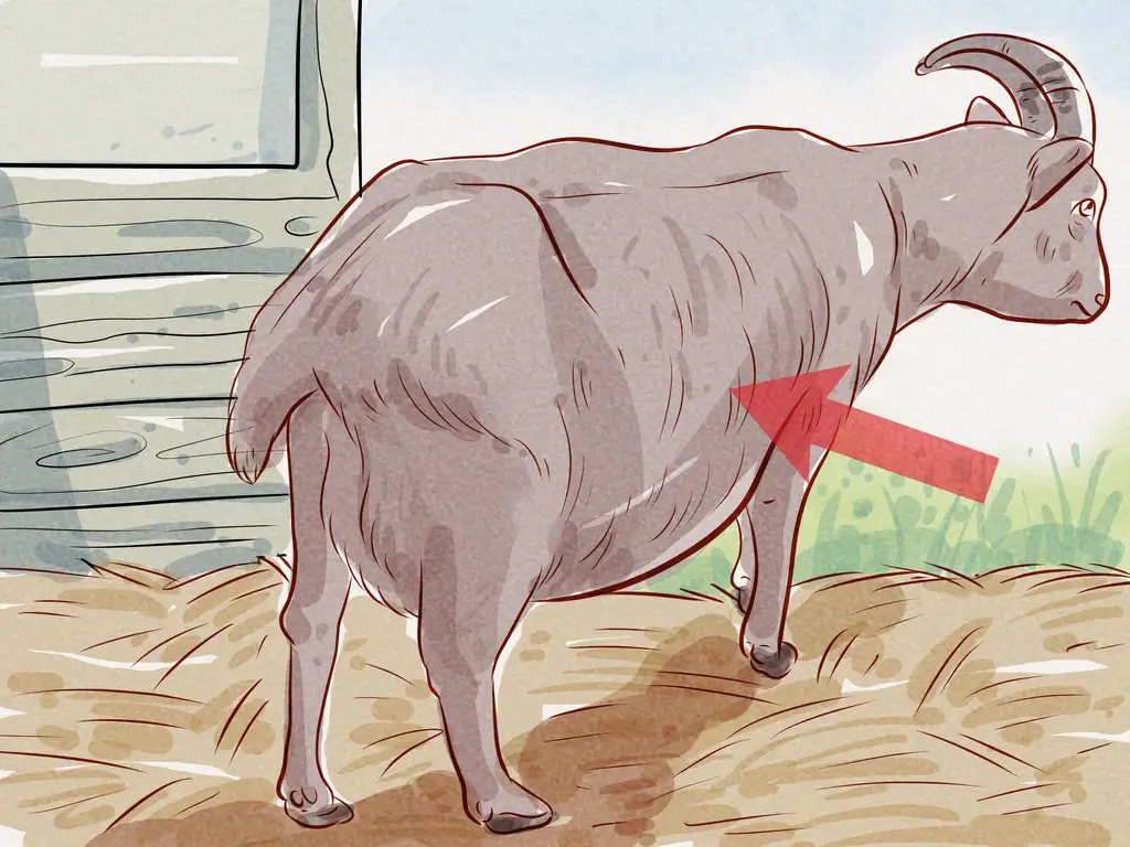 4 способа ухода за козой