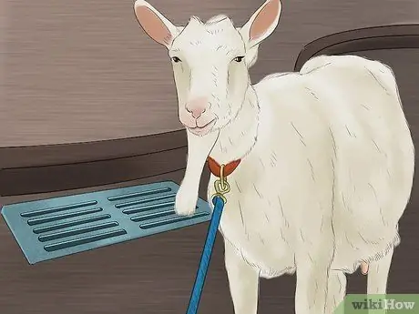 Вымой козу Шаг 2