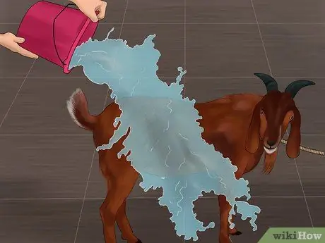 Вымой козу Шаг 6