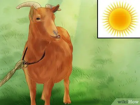 Вымой козу Шаг 7