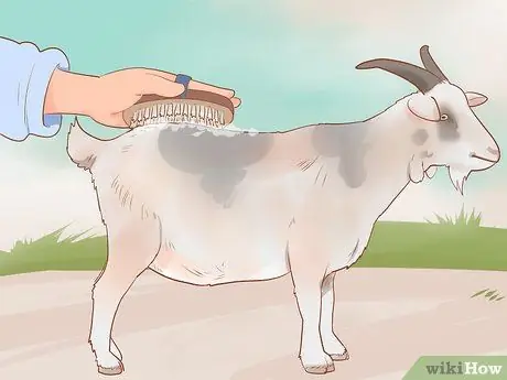 Уход за карликовыми козами Шаг 11