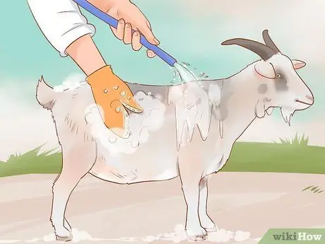 Уход за карликовыми козами Шаг 12