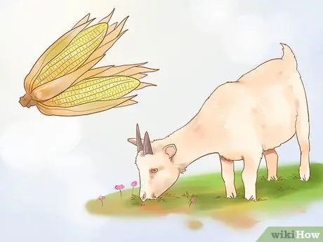 Уход за карликовыми козами Шаг 13