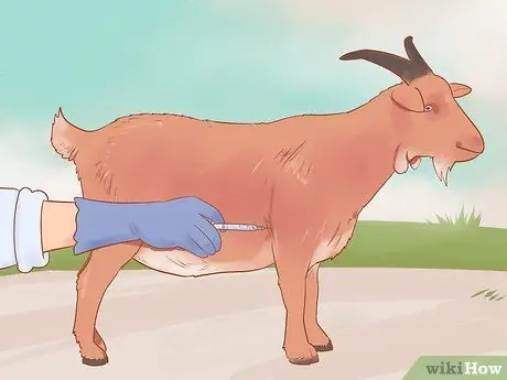 Уход за карликовыми козами Шаг 16