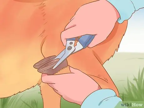 Уход за карликовыми козами Шаг 19