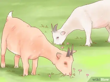 Уход за карликовыми козами Шаг 7