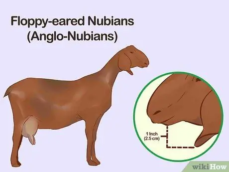 Определите породы коз, шаг 1