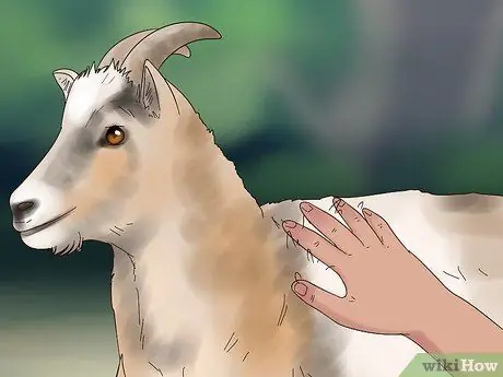 Лечить коз от клещей и блох Шаг 1