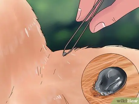 Лечить коз от клещей и блох Шаг 2