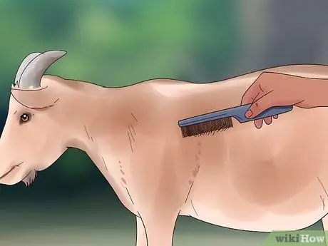 Лечить коз от клещей и блох Шаг 3