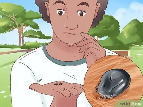 Лечить коз от клещей и блох Шаг 4