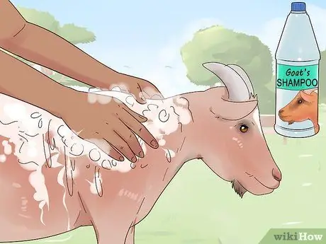 Лечить коз от клещей и блох Шаг 6