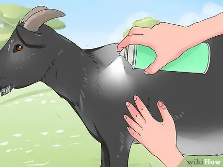 Лечить коз от клещей и блох Шаг 7