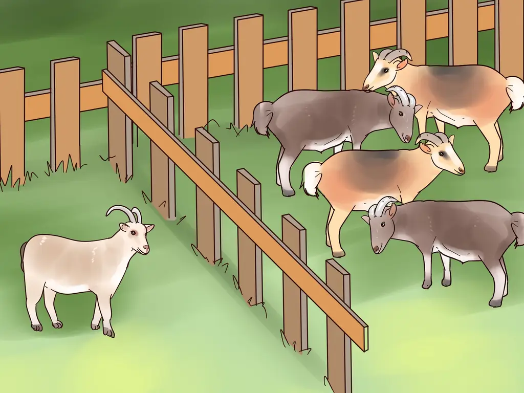 3 способа лечения коз от клещей и блох