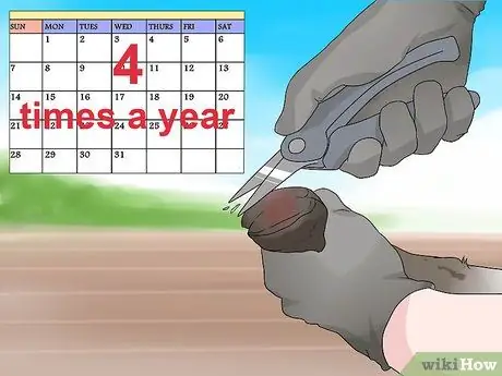 Обрезать козьи копыта Шаг 10