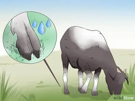 Обрезать козьи копыта, шаг 2