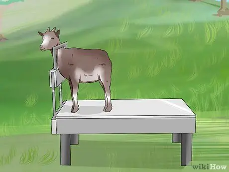 Обрезать козьи копыта, шаг 3