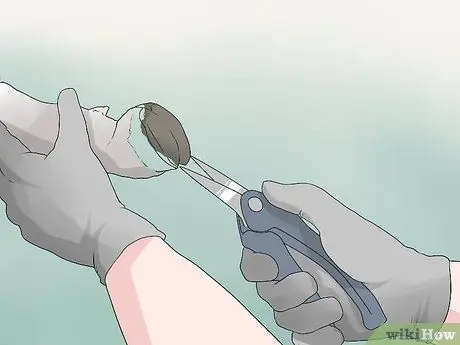 Обрезать козьи копыта Шаг 5