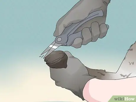 Обрезать козьи копыта Шаг 6