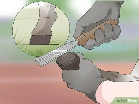 Обрезать козьи копыта Шаг 7