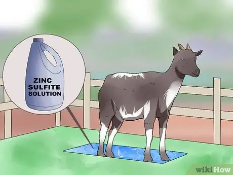 Обрезать козьи копыта Шаг 9