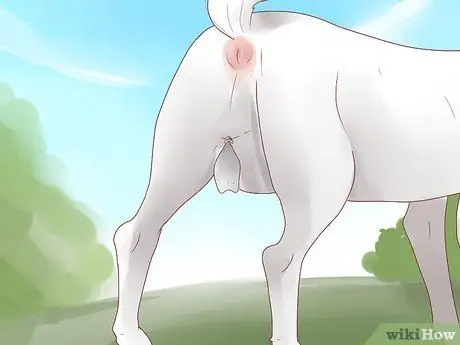 Обвязать козу Шаг 15