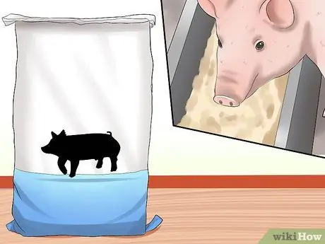 Увеличение веса свиньи Шаг 6