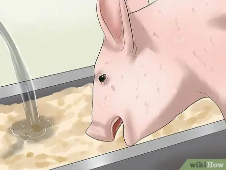 Увеличение веса свиньи Шаг 7