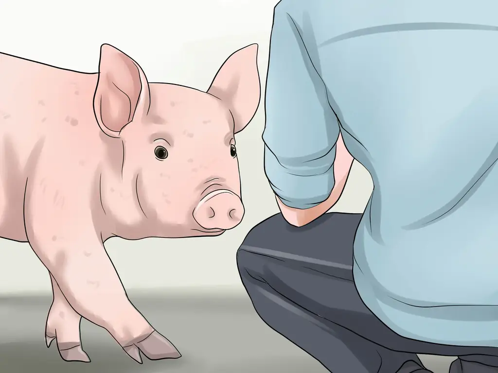 3 способа увеличить вес свиньи